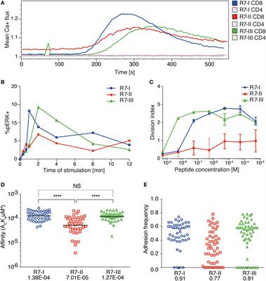 T Cell Receptor–Major Histocompatibility Complex Interaction Strength Defines Trafficking and CD103+ Memory Status of CD8 T Cells in the Brain